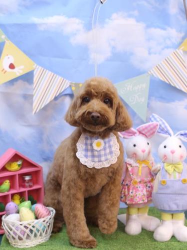 20240303テディくん